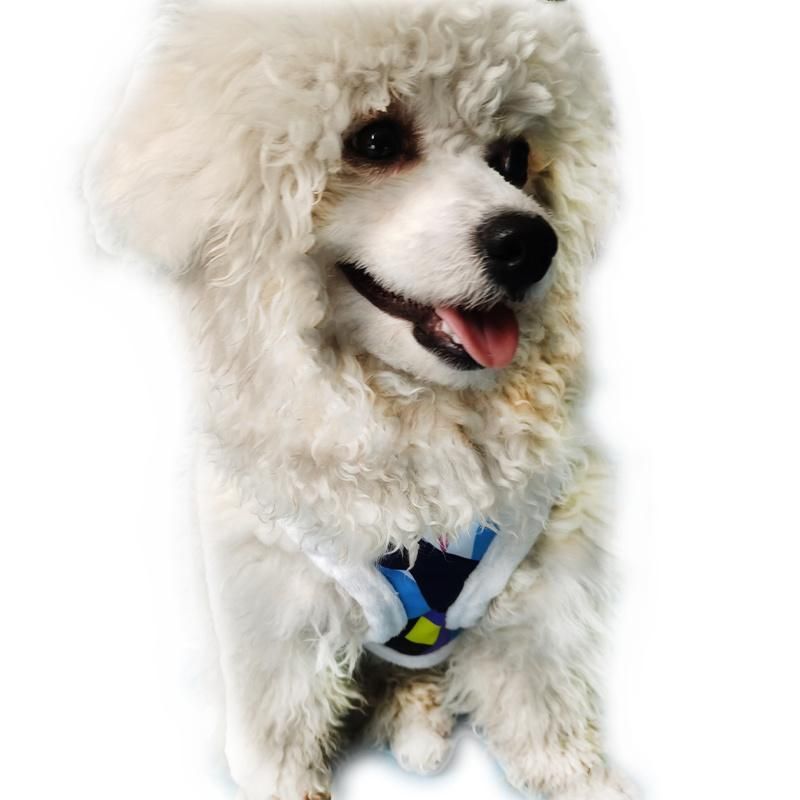 Winter New Plush Pet Dog Harness and Leash, Warm Harness, Cute and Colorful