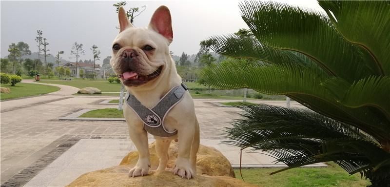 Reflective Dog Harness Pet Harness Dog Soft Breathable Mesh Vest