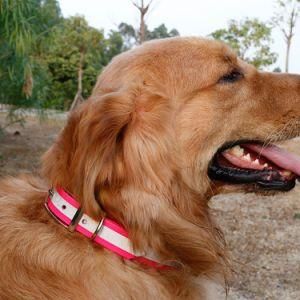 Good Quality Hot Selling Reflective Training Dog Collar