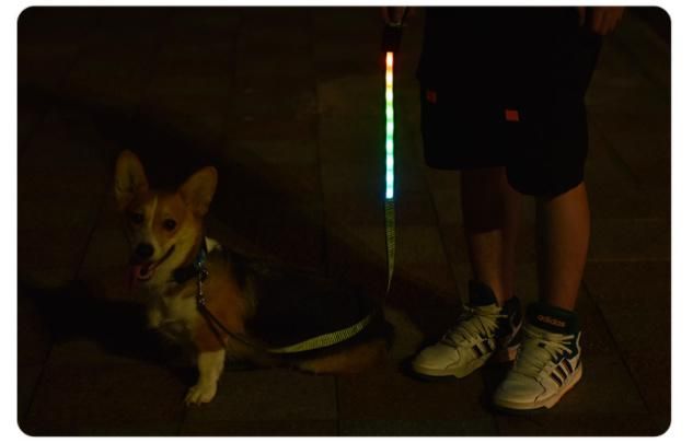 Pet Dog Collar Night Safety Flashing Glow in The Dark Dog Leash Dogs Luminous Fluorescent Collars Pet Supplies