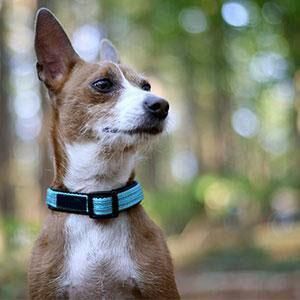 Dog Lead 16&prime; Retractable Wide Leash with Soft Grip Handle