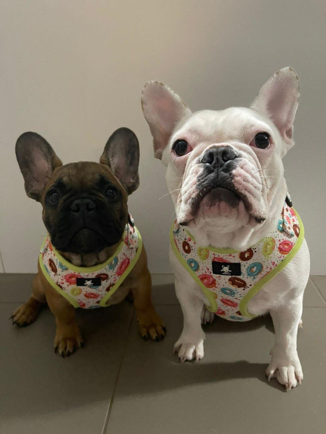 Customized Reversible Dog Harness with Metal Hardware Pet Products