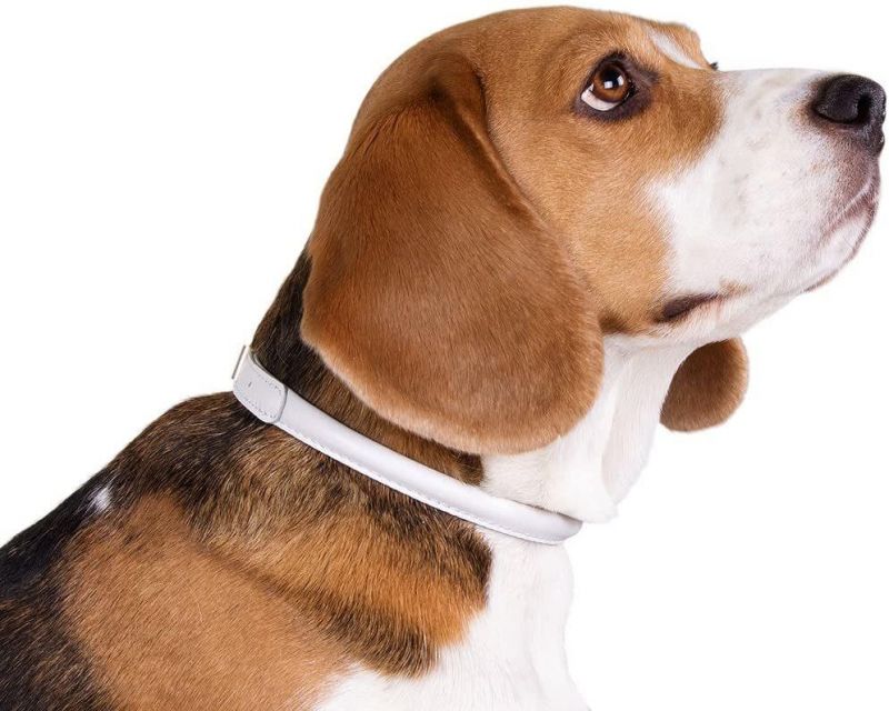High Quality and Comfortable Rolled Dog Collar