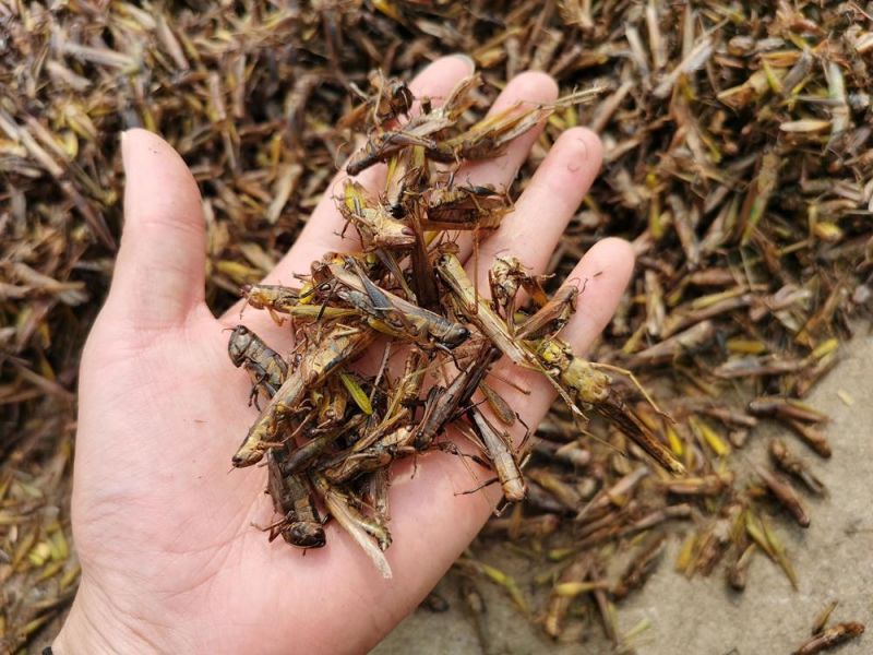 Dried Natural Locust Grasshopper for Pet Treat