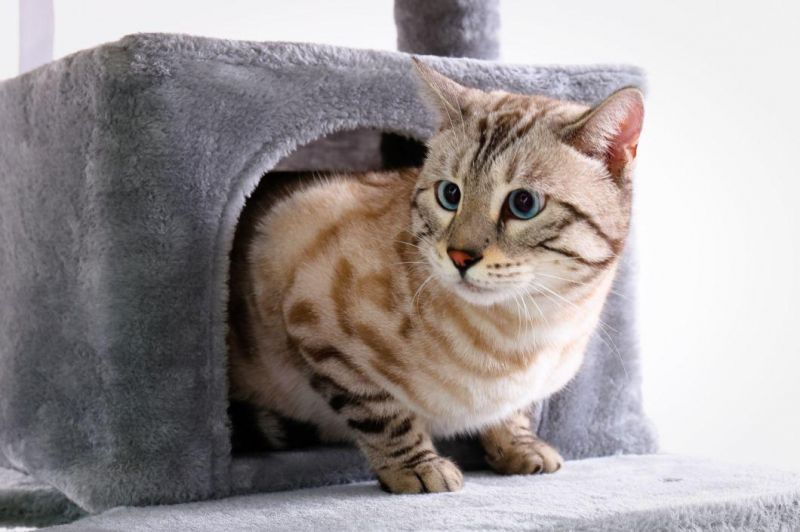 57.08 Inch Multi Storey Cat Tree with Comfortable Shelter and Stable Cat Tower