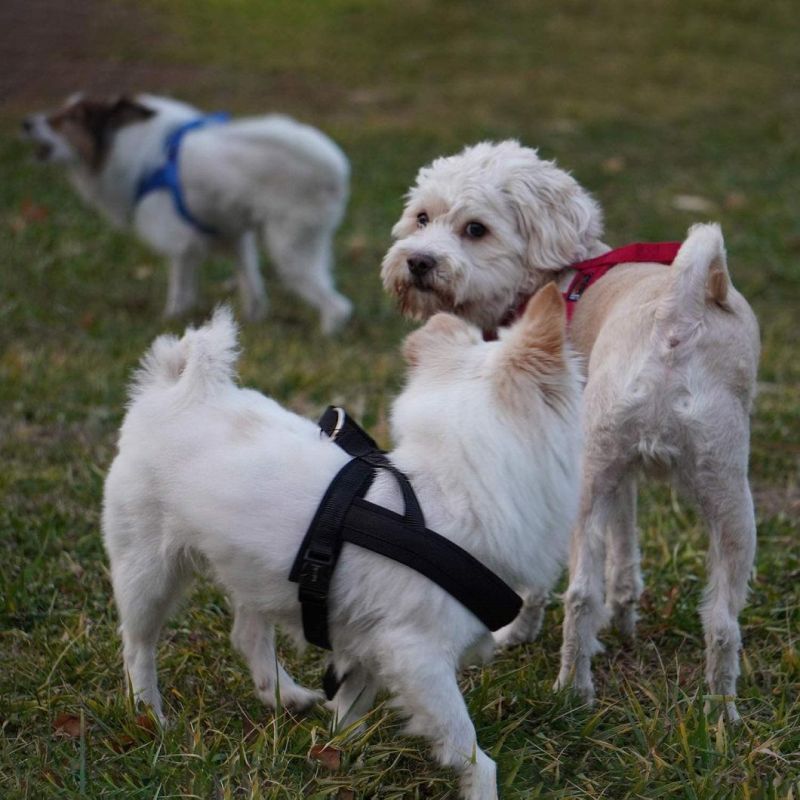 Vest Harness with Padded Adjustable Neoprene Pet Product