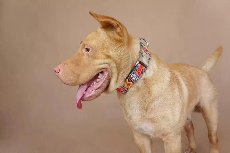 The Latest Custom Designer Dog Collar Bulk Adjustable Dog Training Collar Buckle