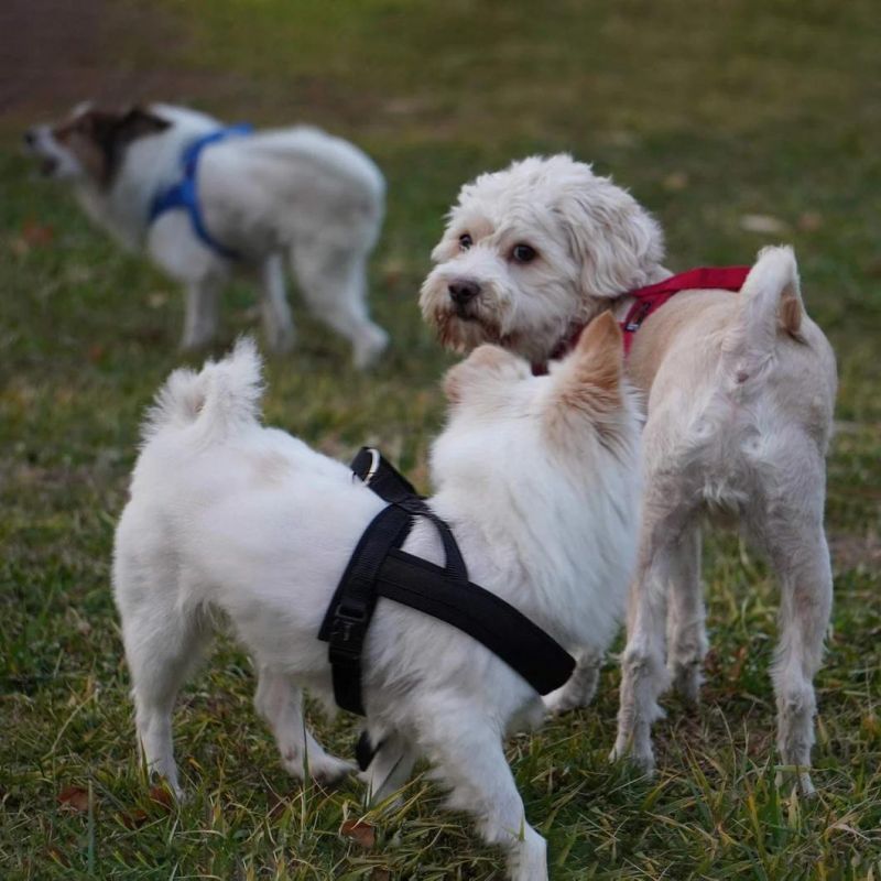 Padding Neoprene No Pull Dog Harness
