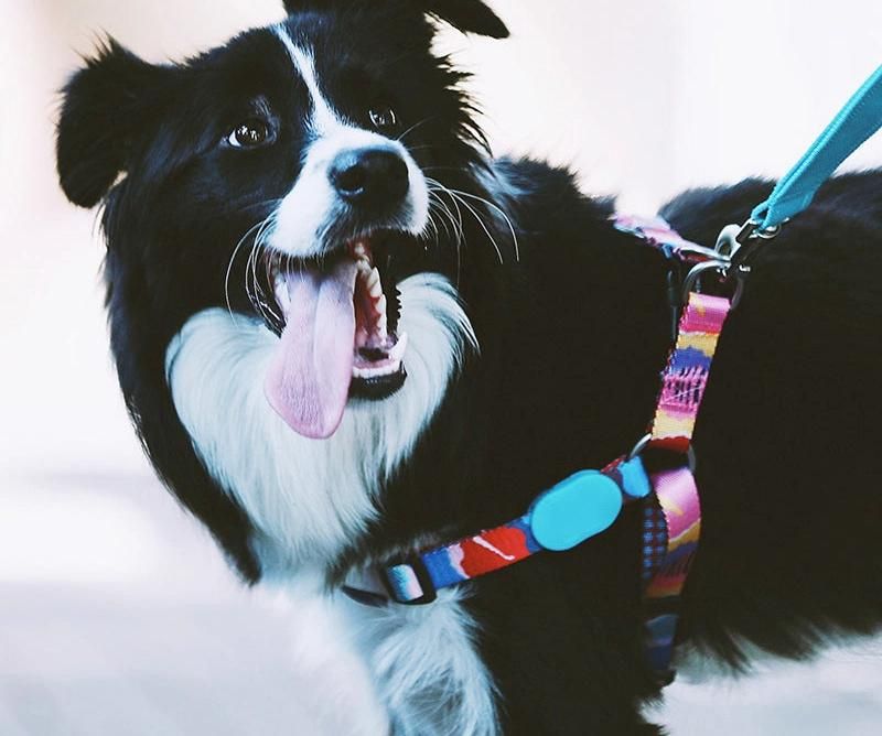 Pet Supplies Upgrade Step in Dog Harness Included Customized Design Pet Harness Vest Quick Release Adjustable Dog Harness