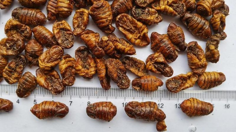 High Nutrition Pet Food Silkworm Pupae for Dogs and Cats Food
