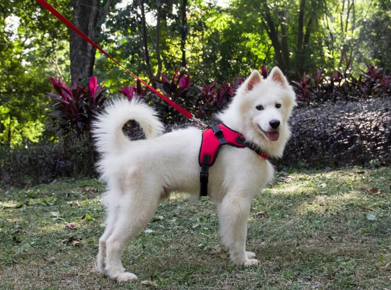 Nylon Heavy Duty Dog Pet Harness Adjustable Vest Pet Products