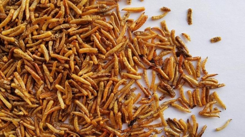 Dried Maggots for Birds and Aquarium Fish Feed