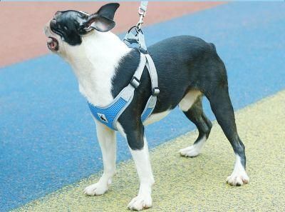 Colourful Supply Easy Operation Leash Attachment Point Dog Leash
