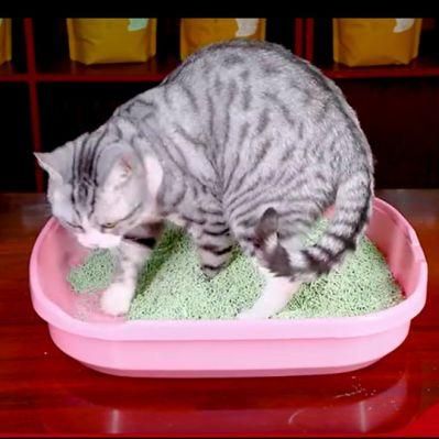 Shipping Free Mini Sample Tofu Cat Litter for Kitty Toilet Use