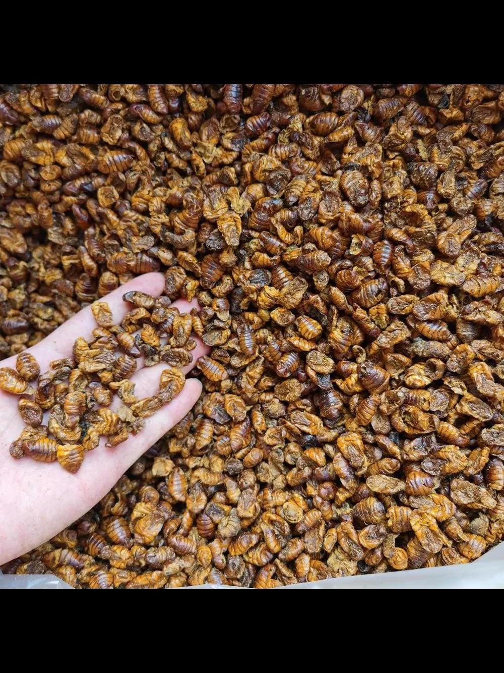 Silkworm Pupae for Pets Food