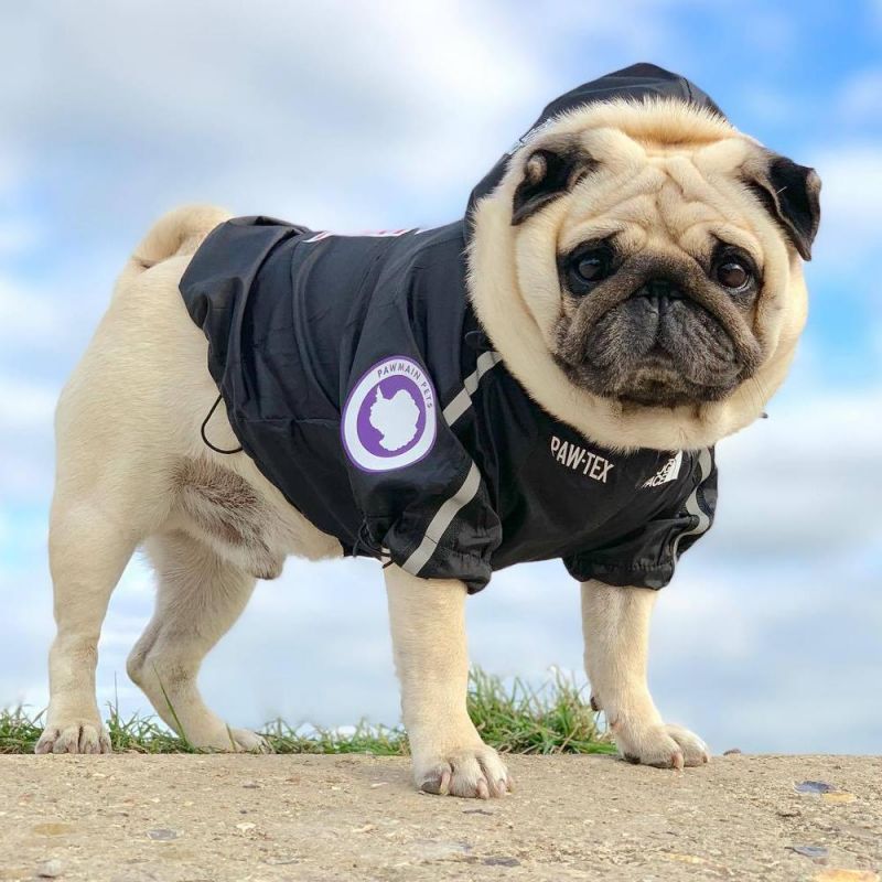 New Style High Quality Factory Dog Cool Funny Clothes for Large Dog Pet Jacket