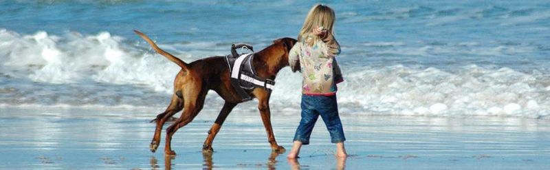 Black New Upgraded Ultra-Reflective Dog Harness for Safe Walking Night