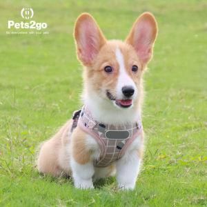 Pet Products Pet Chest Straps Reflective Breathable Straps Vest - Type Traction Rope Leash Pet Supply