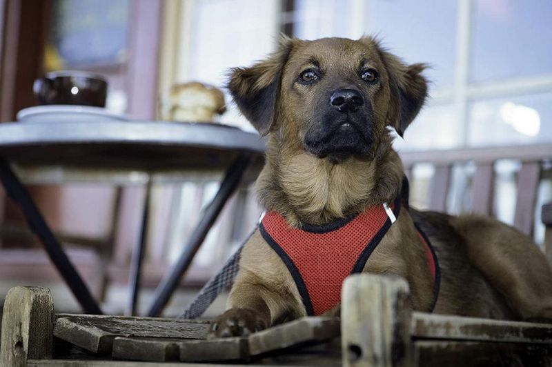 Step in Vest Harness in Mesh Material