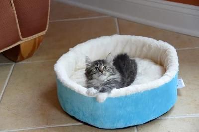 Comfort Machine Washable 100% Poly Fill Pet Bed