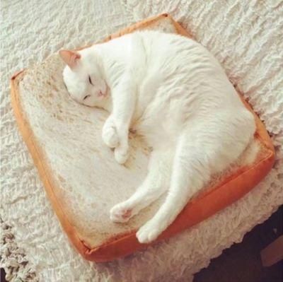 Factory Wholesale Pet Supplies Accessories Plush Toast Bread &amp; Poached Egg Funny Pet Cat Beds