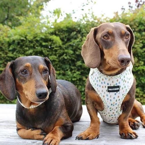 Padded Adjustable Soft Mesh Customized Pattern Printing Dog Harness