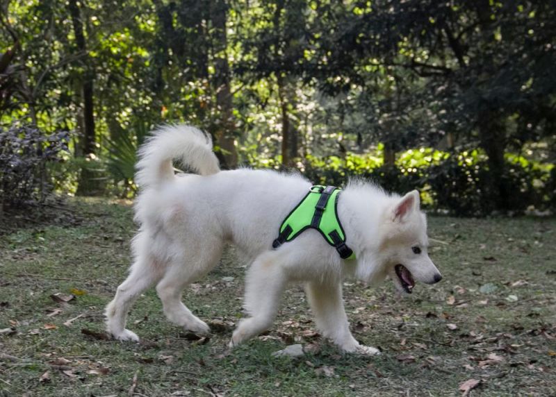 Pet Dog Harness Reflective Breathable Adjustable Vest Pet Products