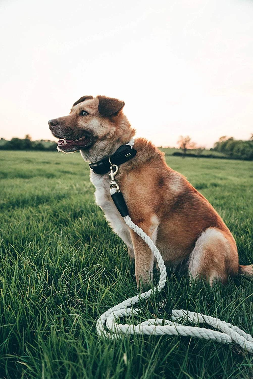 Braided Cotton Leads W/Strong Leather Finish for Small Medium and Large Breed Dogs