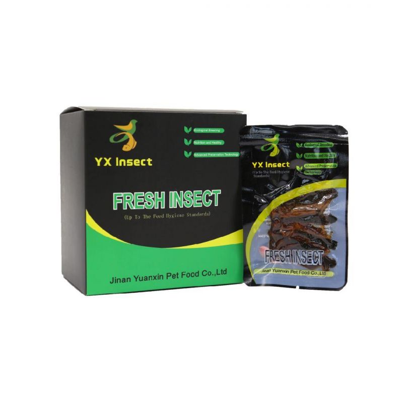 High Protein Fresh Grasshopper for Fish Feed