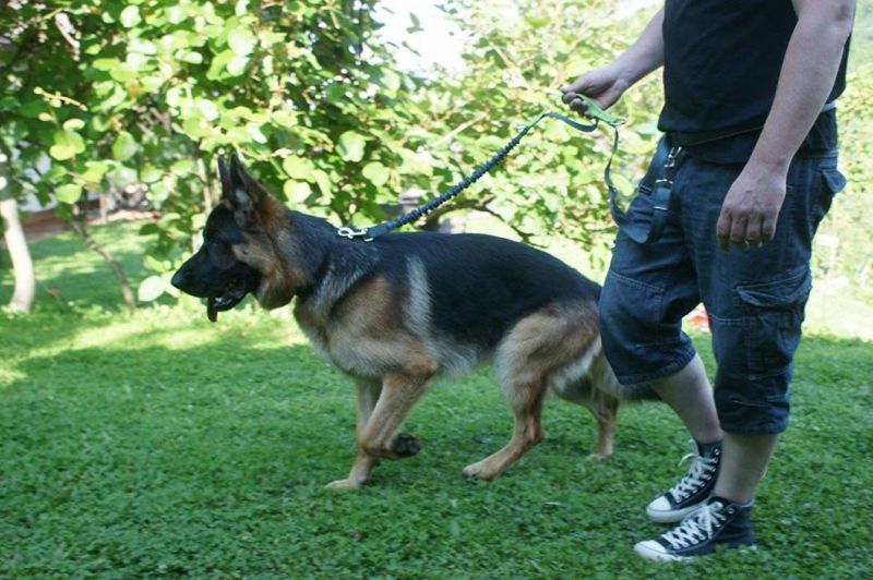 Pet Shock Absorbing Jogging Sport Running Dog Bungee Leash