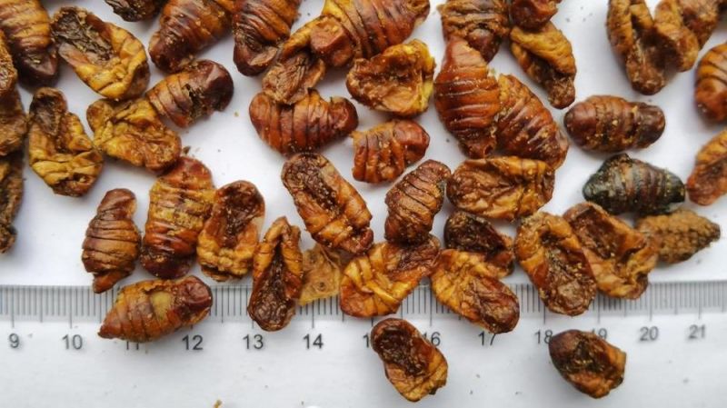 High Nutrition Pet Food Silkworm Pupae for Dogs and Cats Food