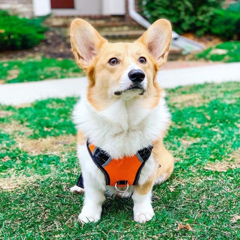 Dog Harness with Bright Bold Color and Reflective Straps