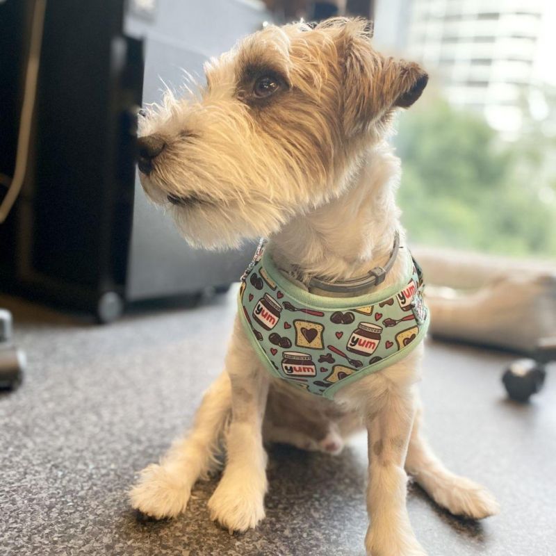 Customized Exclusive Logo, a Full Set of Breathable Mesh Pet Dog Harness Pet Products/Best Pet Products/Cute Dog Harness and Leash Set