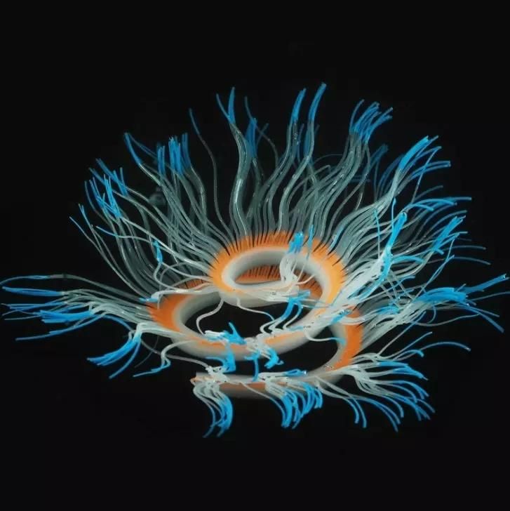 Silicone Simulation Variable Sea Anemone Fish Tank Ornament