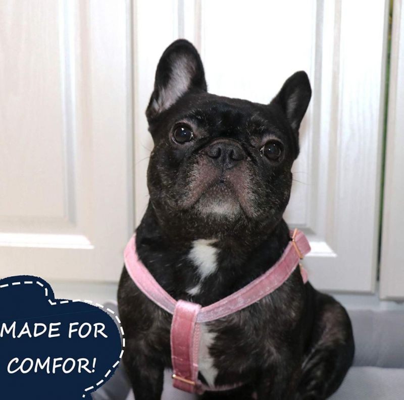 High Quality Comfortable Velvet Dog Harness with Small MOQ