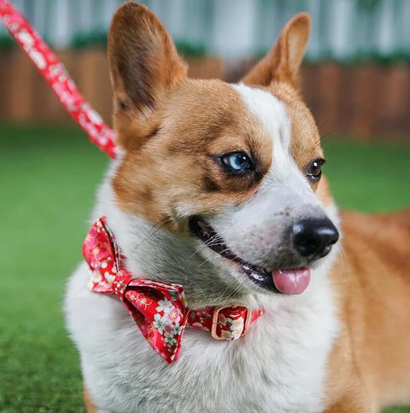 Japan Style Custom Dog Collar Leash with Fast Delivery
