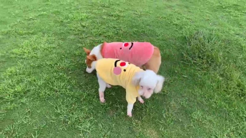 Dog Products, Dog Thermal Pullover, Dog Clown Clothes for Autumn and Winter