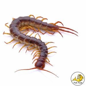 Fresh Centipede Dragon Fish Feed Aquarium Pet Treats