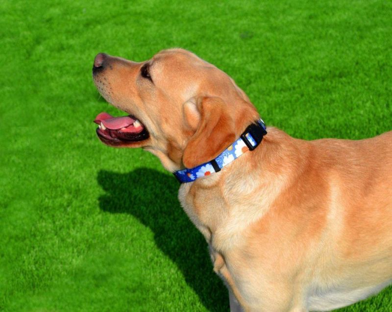 Unique Design Custom Pattern Dog Collar Leash