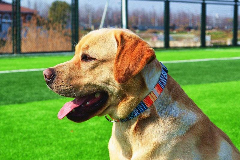 Comfortable Wear Customize Wholesale Dog Collar