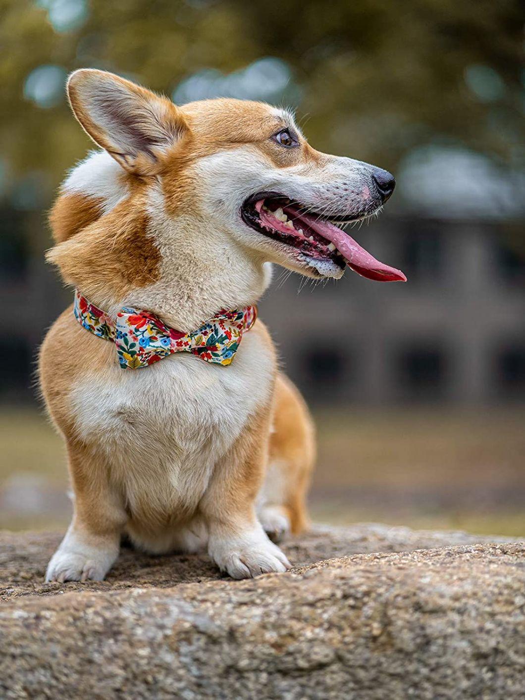 Adjustable Pattern Dog Collars for Small Medium Large Dogs and Cats