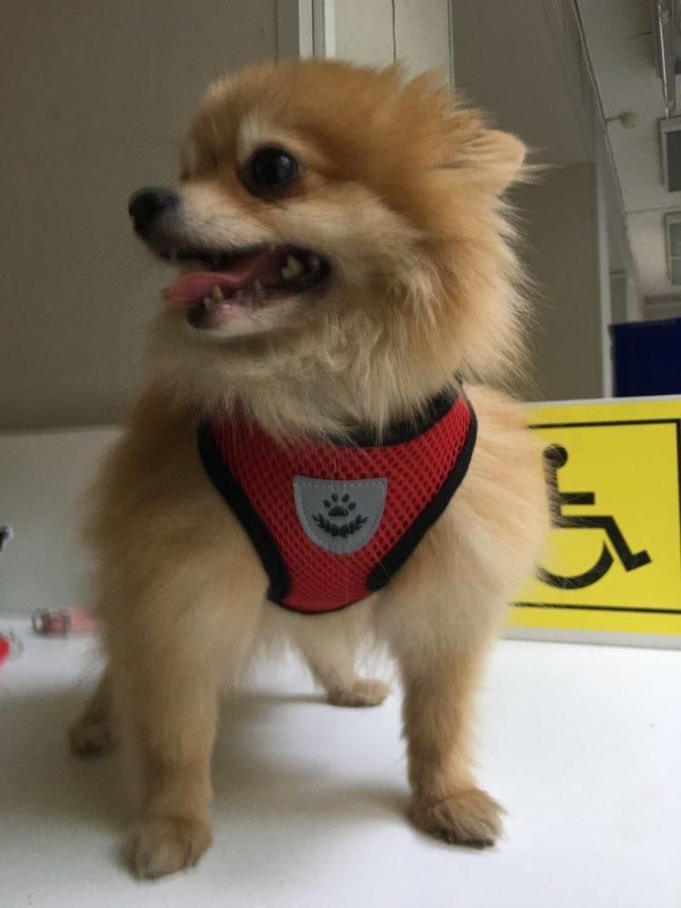 Dog Harness Vest Breathable Adjustable Mesh Pet Collar Chest Strap Leash Pet Products