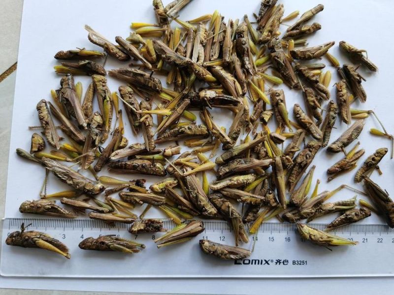 High Nutrition Dried Grasshoppers for Poultry/Aquarium/Reptiles Feed