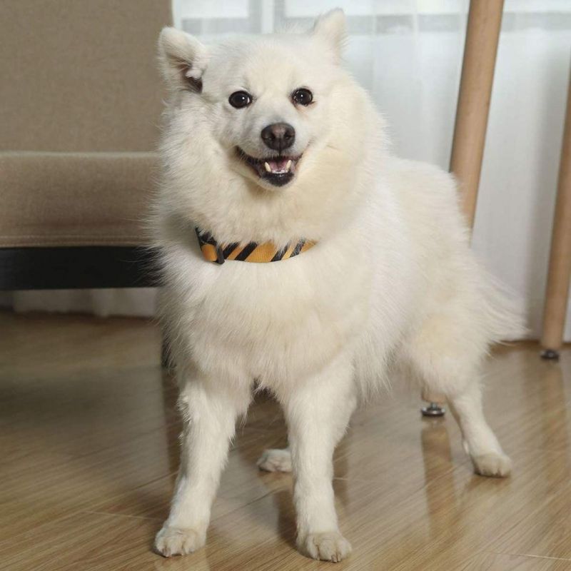 Nylon Fabric with High Density Webbing Halloween Dog Collar