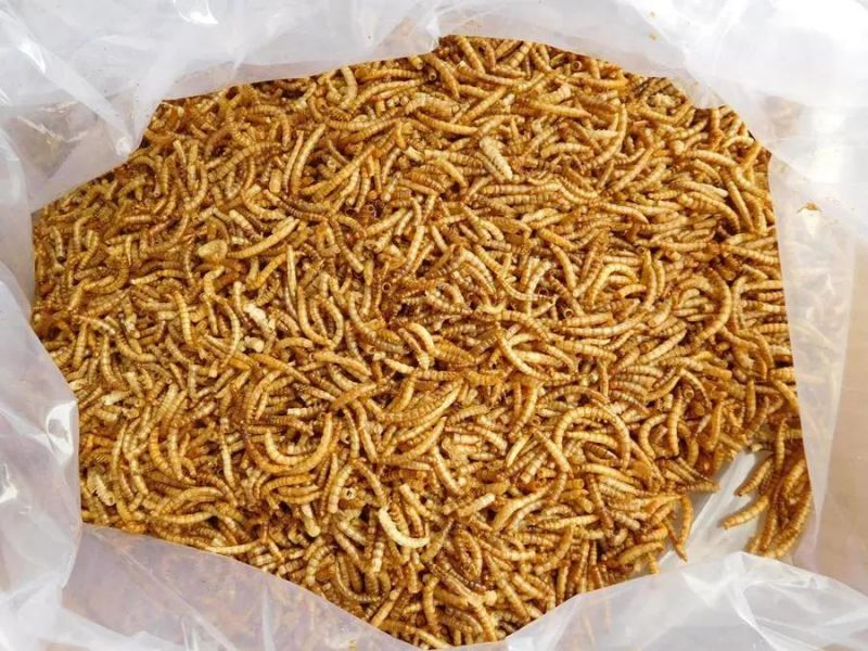 Dried Mealworms for Birds/Ornamental Fish/Reptiles