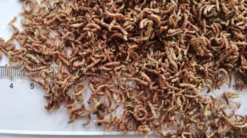 Frozen Dried Bloodworm