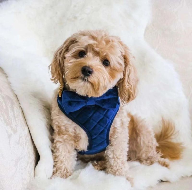Luxury Adjustable Velvet Plaid Grid Blue Dog Harness with Gold Buckle