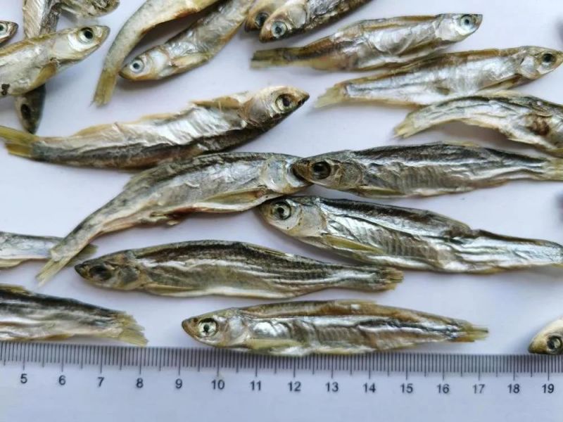 Chinese Supplier SD River Fish for Dogs/Cats/Turtles/Ornamental Fish Feeding