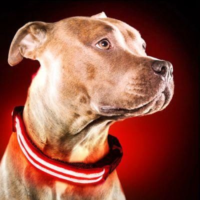 LED Dog Collar Illuminated Dog Collar with Various Colors