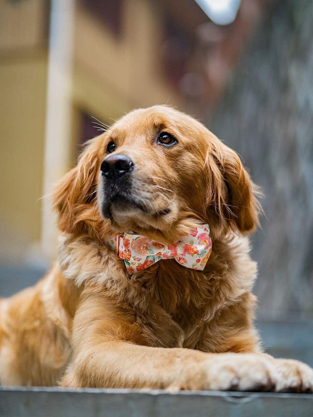 Durable Metal Buckle Custom Sublimation Dog Collar